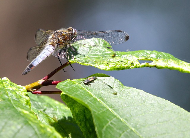 A Dragonfly On A Leaf
