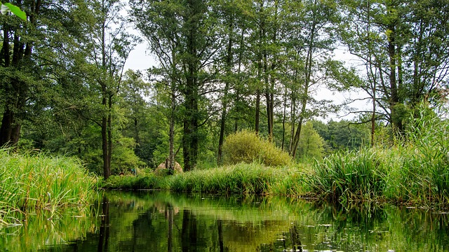 A River Surrounded By Trees And Forest